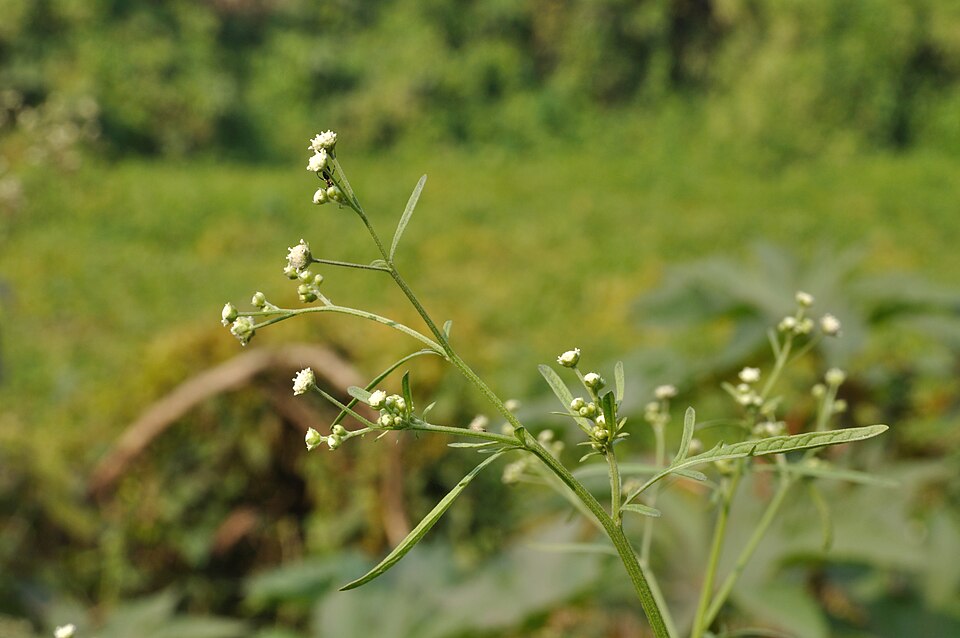 Parthenium hysterophorus (Santa Maria feverfew)