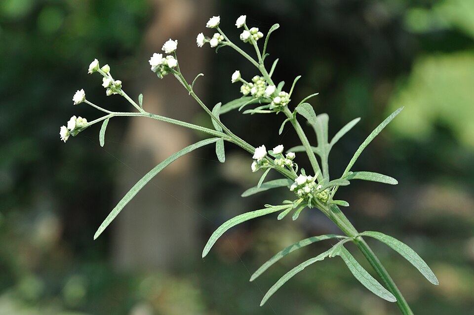 Parthenium hysterophorus (Santa Maria feverfew)