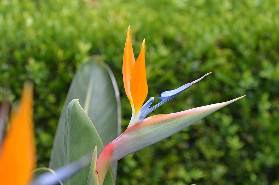 Strelitzia (Bird-of-paradise flowers) (alternate view 4)