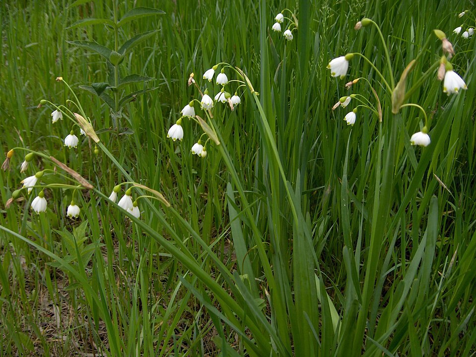 Leucojum aestivum (spring snowflakes) (alternate view 10)