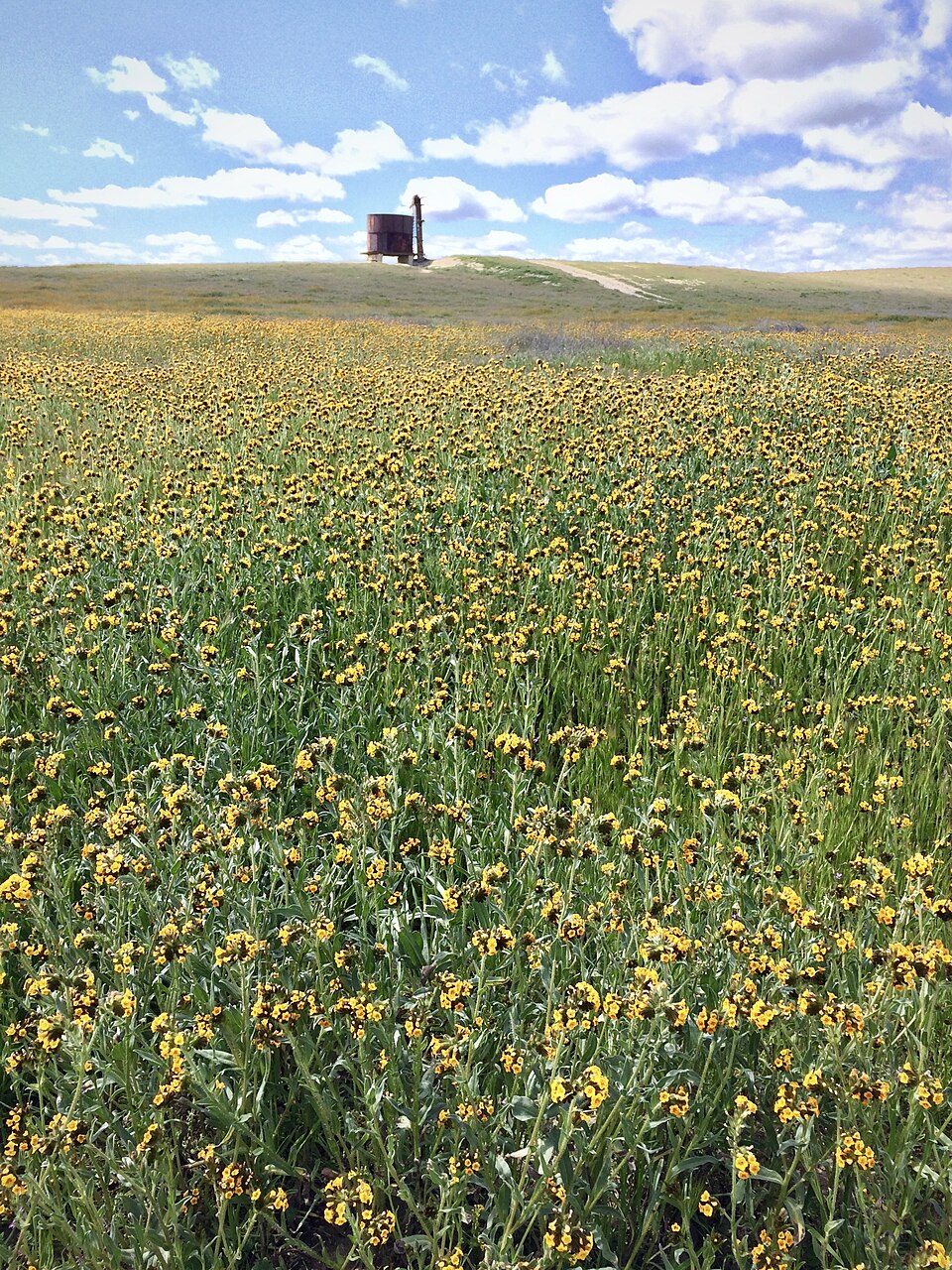 Amsinckia (Fiddlenecks) (alternate view 6)