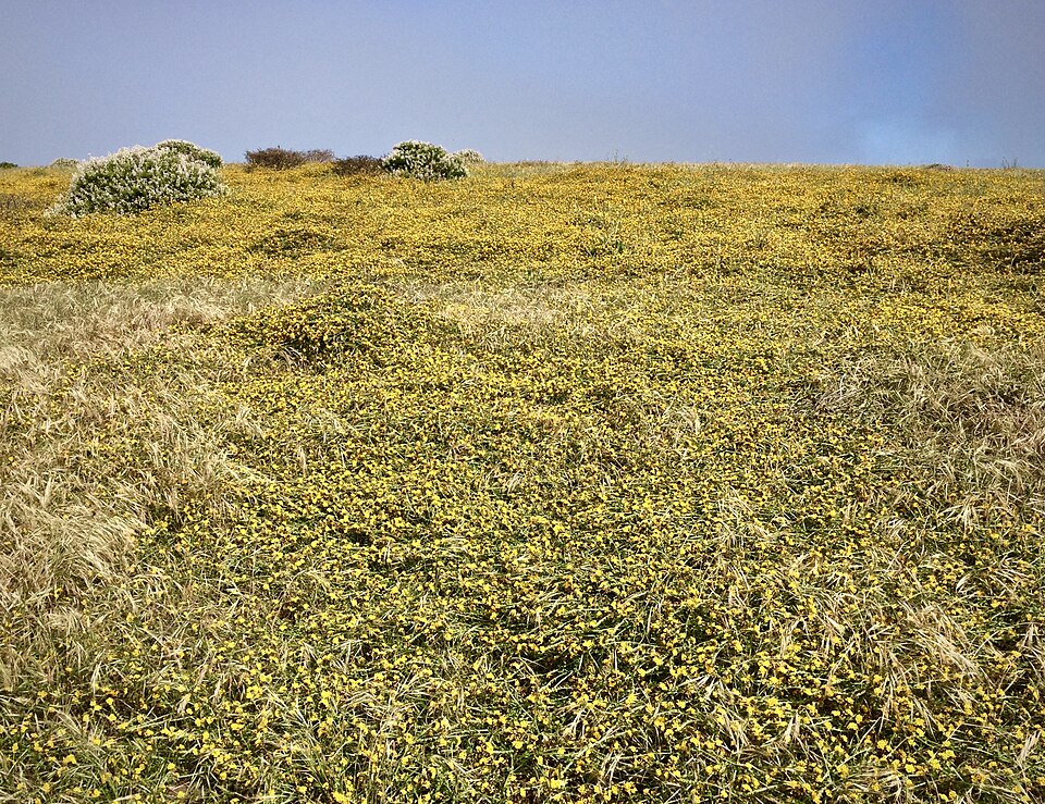 Amsinckia (Fiddlenecks) (alternate view 7)