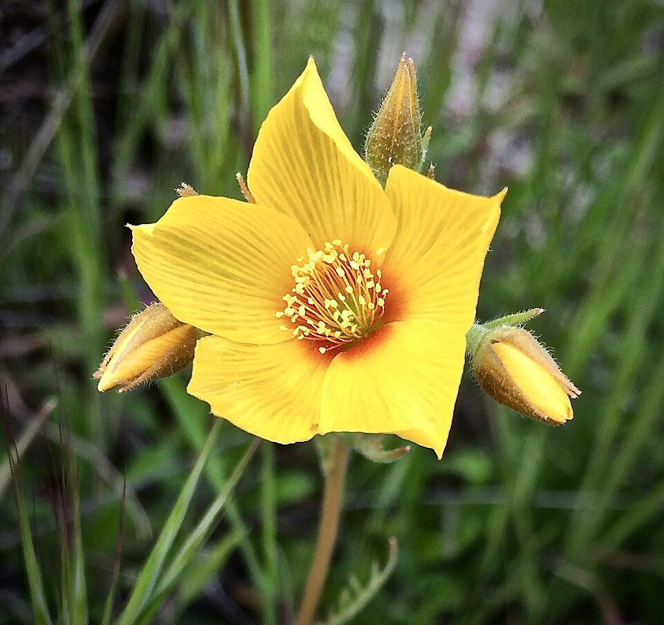 Mentzelia (Blazingstars)