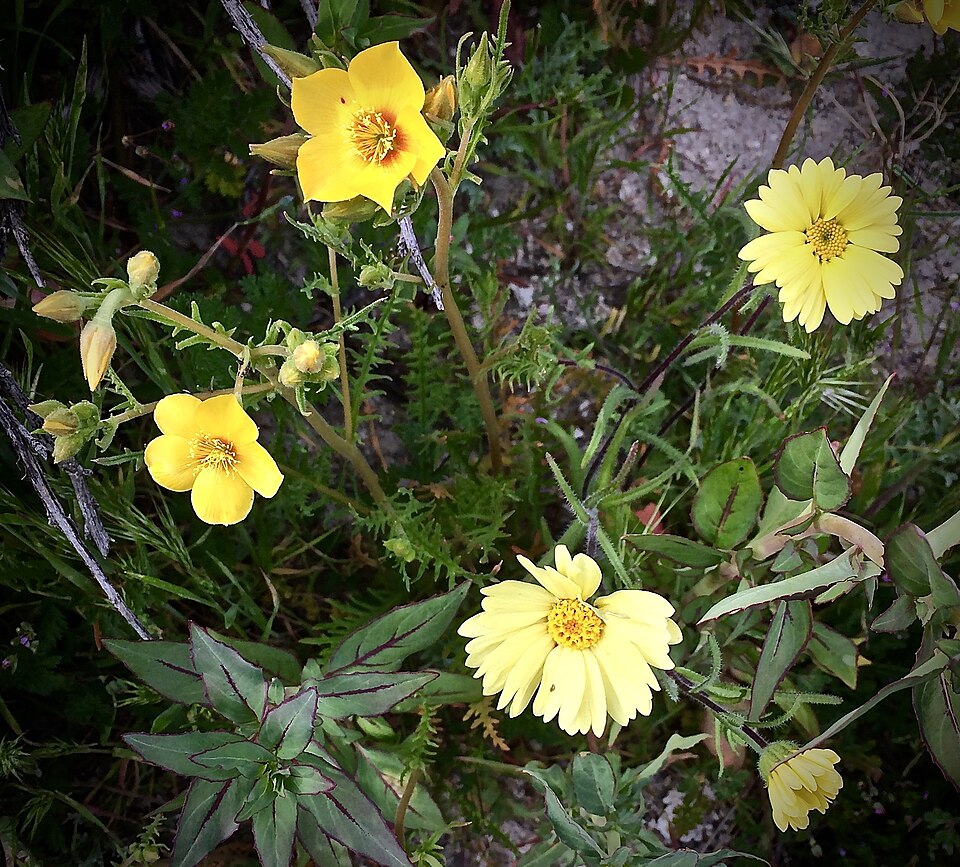 Mentzelia (Blazingstars) (alternate view 2)
