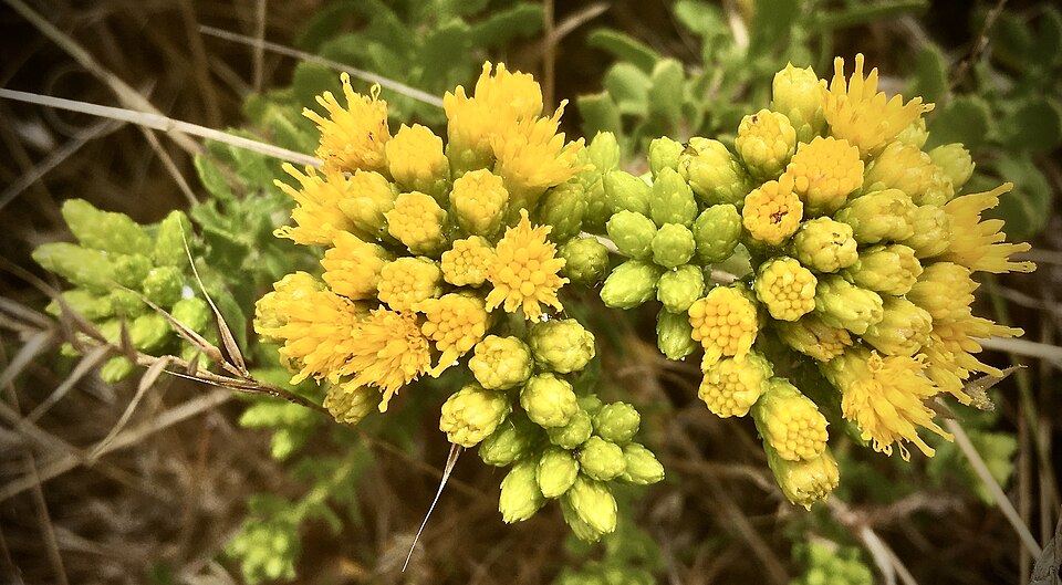 Isocoma menziesii (Coastal Goldenbush) (alternate view 3)