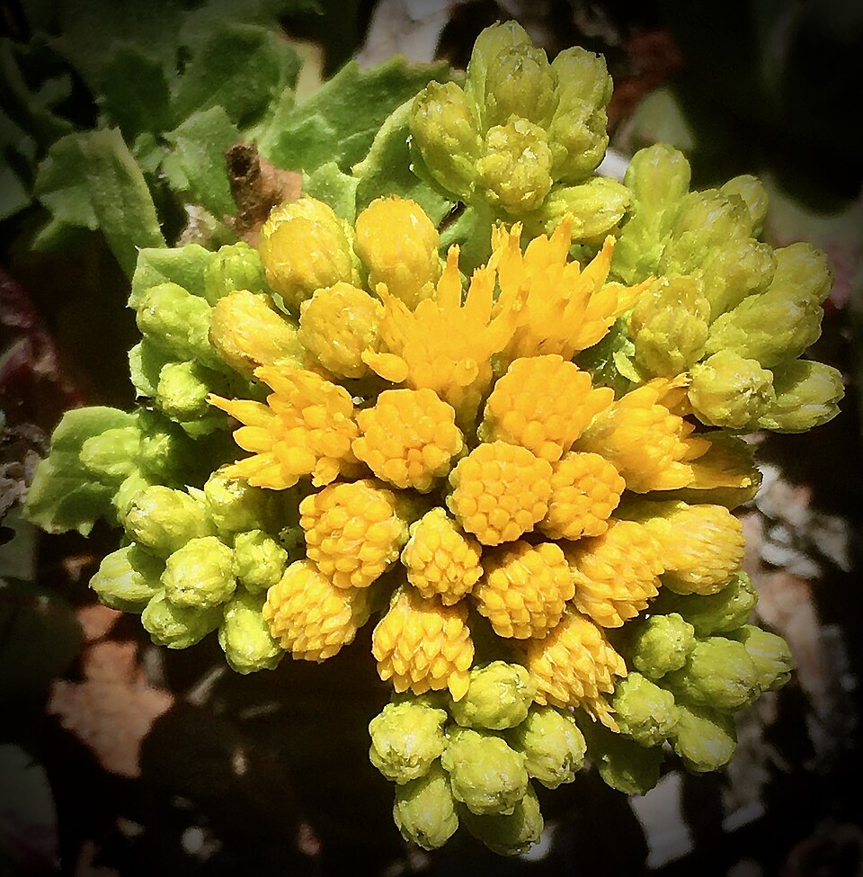 Isocoma menziesii (Coastal Goldenbush) (alternate view 4)