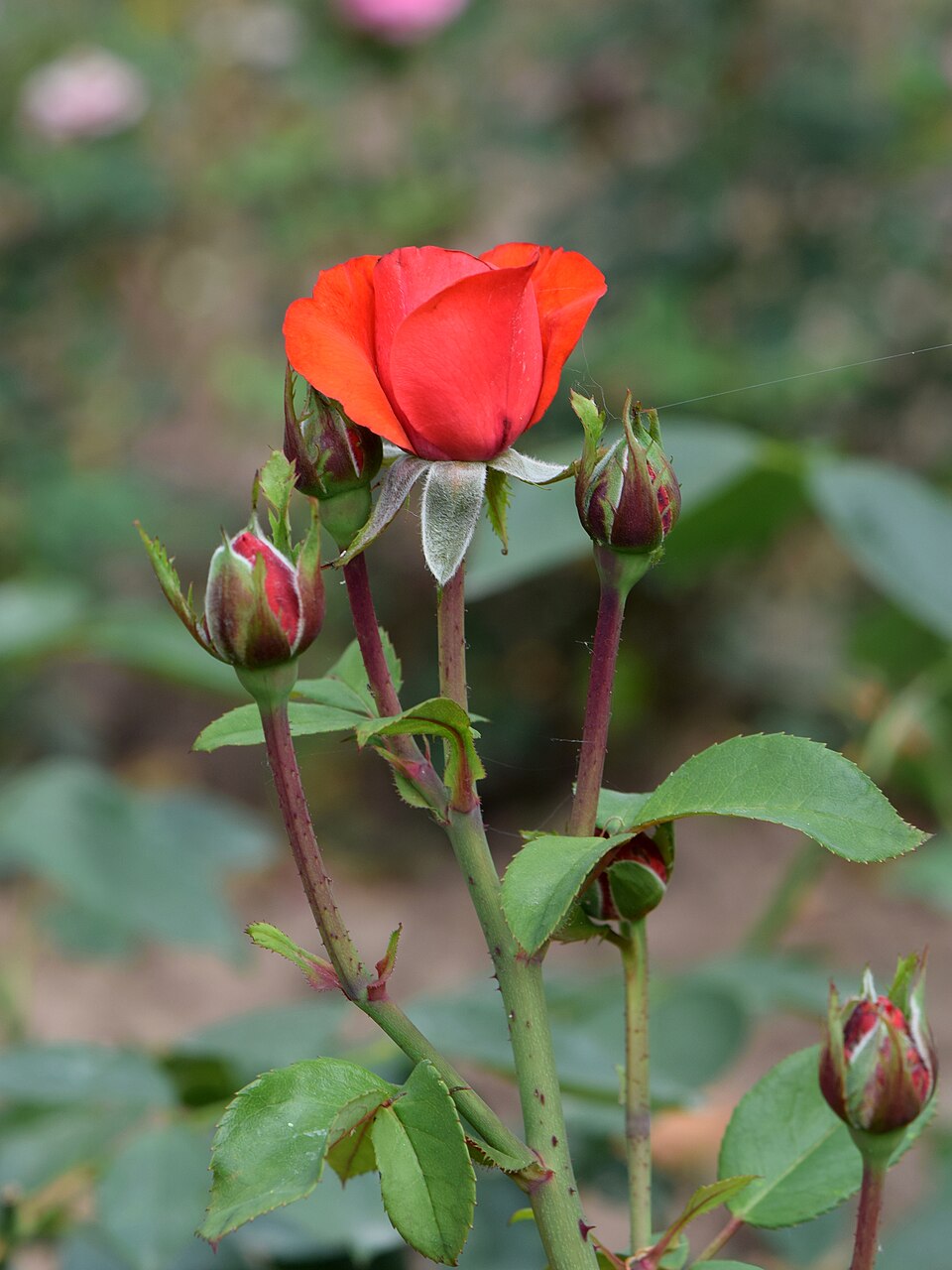 Rosa 'Bolero' (Bolero Rose) (alternate view 4)