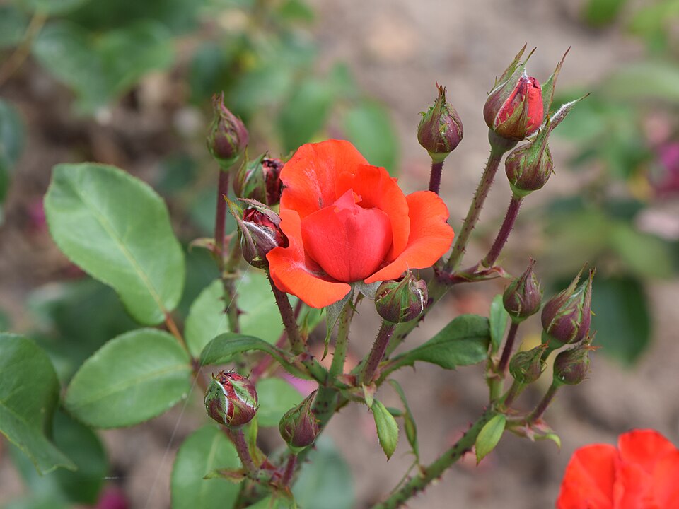 Rosa 'Bolero' (Bolero Rose) (alternate view 5)
