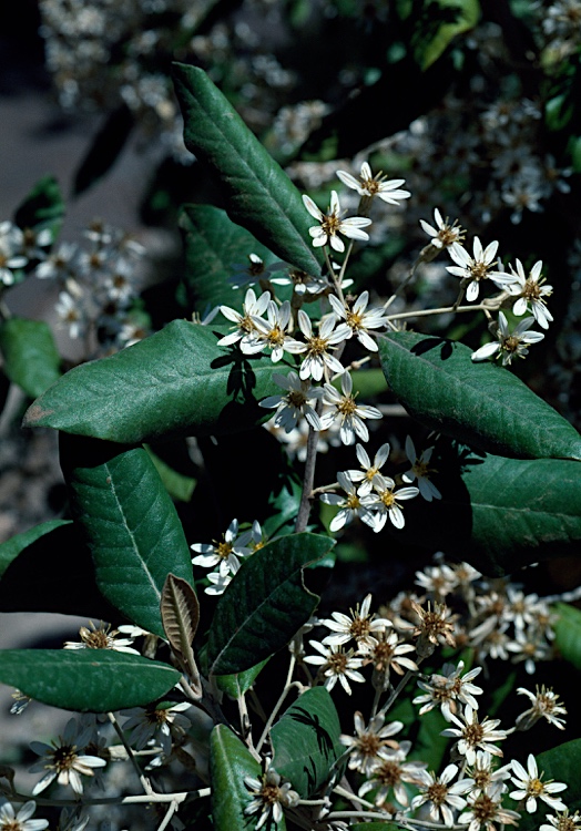 Olearia (Daisybushes)