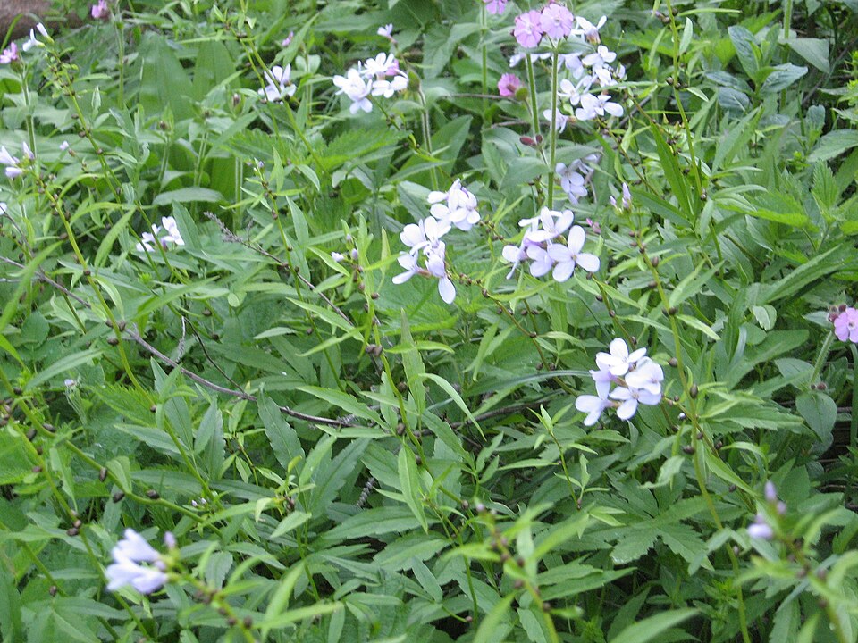 Silene dioica (red campion)