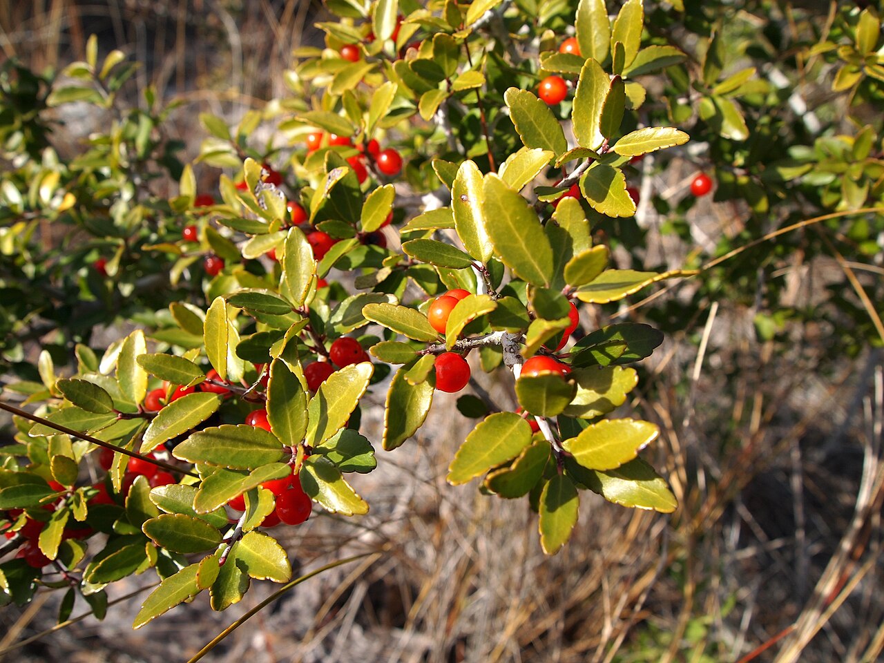 Ilex vomitoria, Yaupon holly — upright evergreen (Aquifoliaceae) (image 1 of 7)