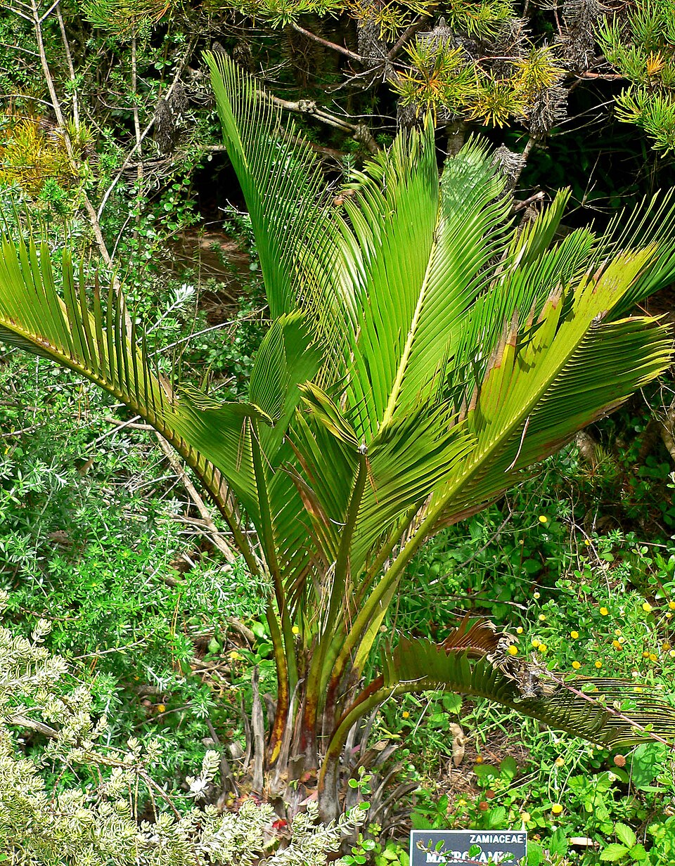 Macrozamia riedlei (Zamia Palm) (alternate view 6)
