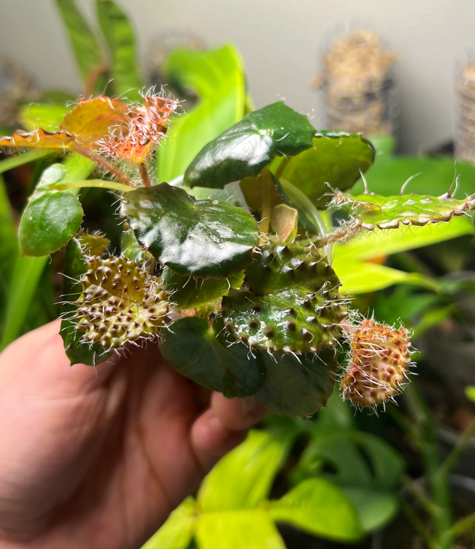 Begonia ferox (Begonia Ferox)