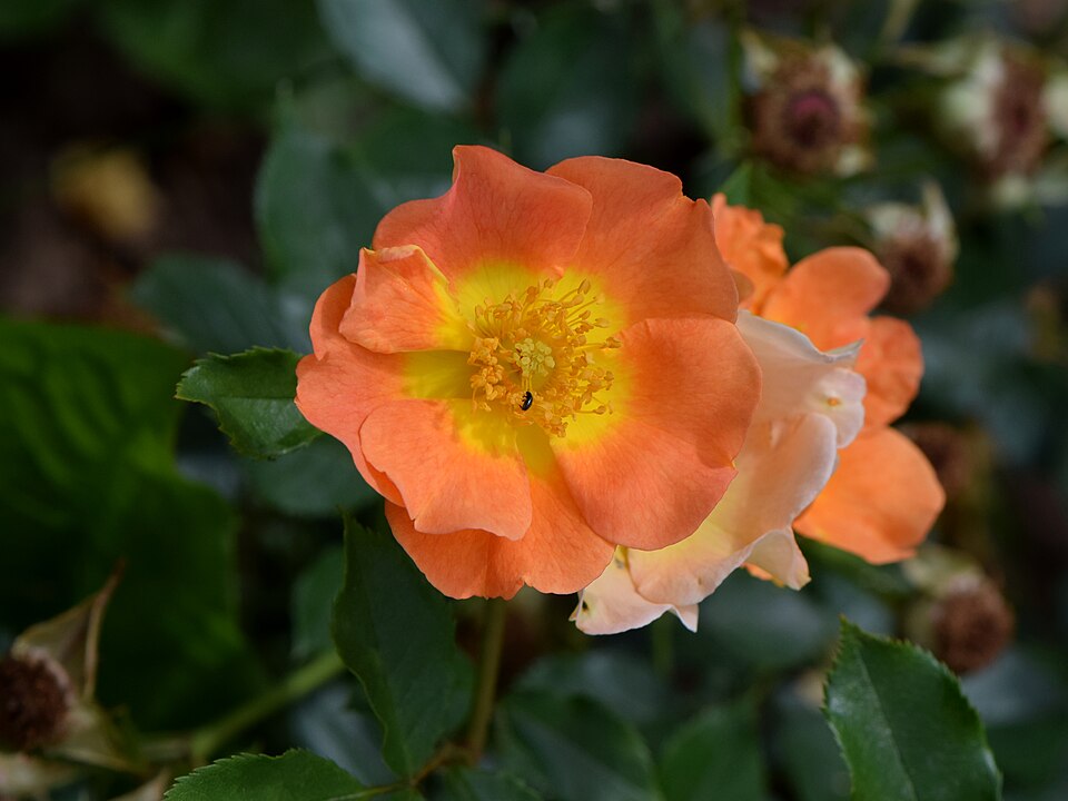 Rosa 'Euphoria' (Euphoria Rose) (alternate view 3)