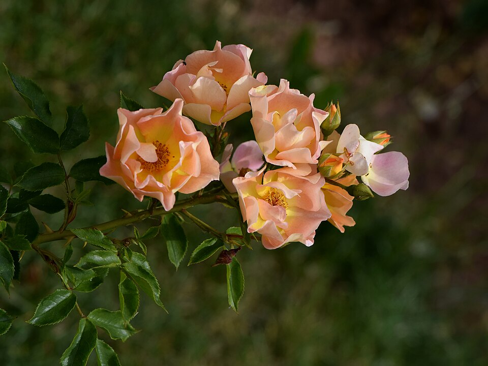 Rosa 'Euphoria' (Euphoria Rose) (alternate view 4)