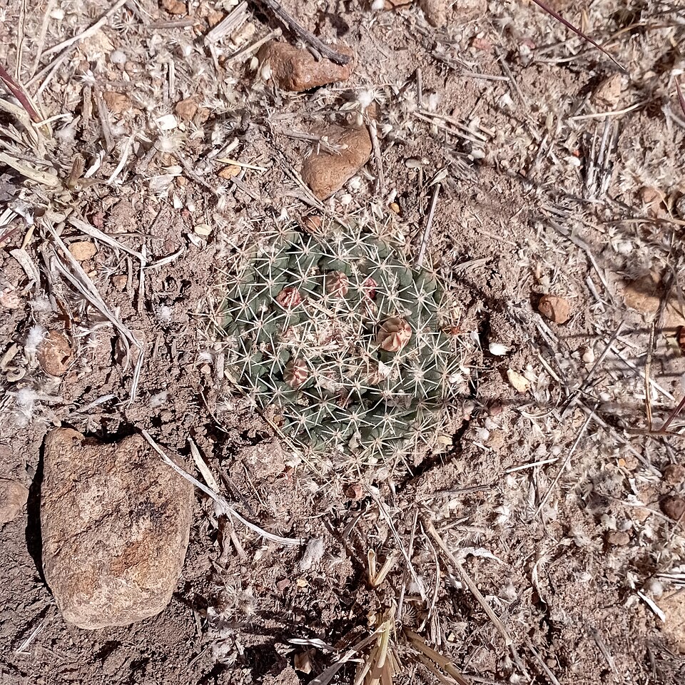 Mammillaria (pincushion cactuses) (alternate view 4)