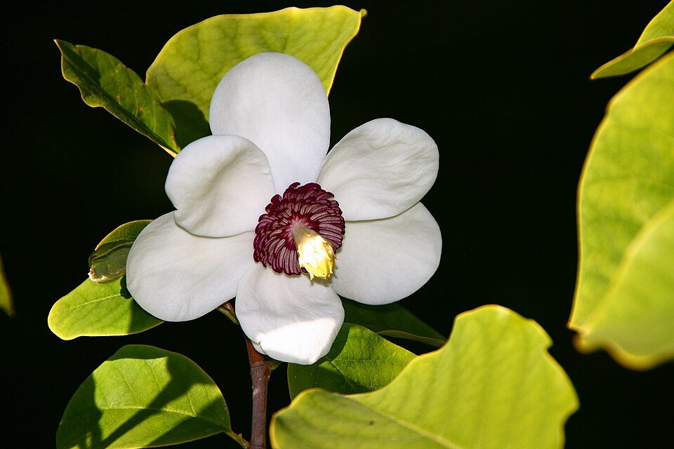 Magnolia sieboldii (Oyama magnolia) (alternate view 5)
