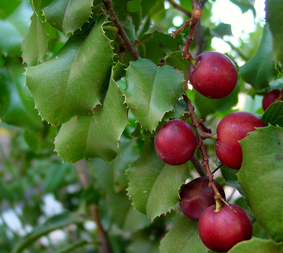 Prunus ilicifolia (hollyleaf cherry) (alternate view 7)