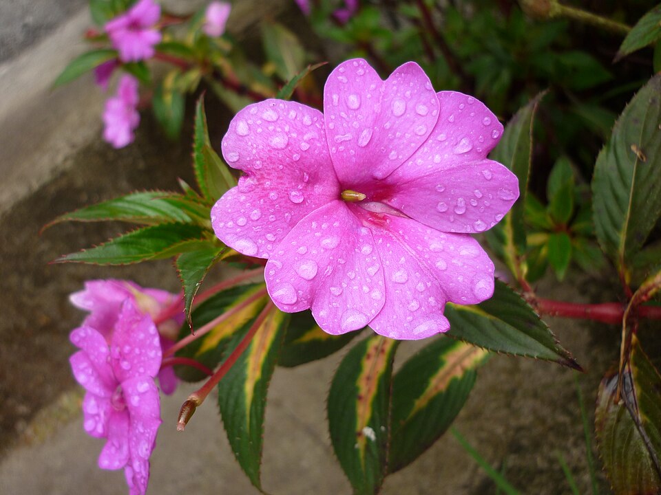 Impatiens hawkeri (New Guinea Impatiens) (alternate view 9)