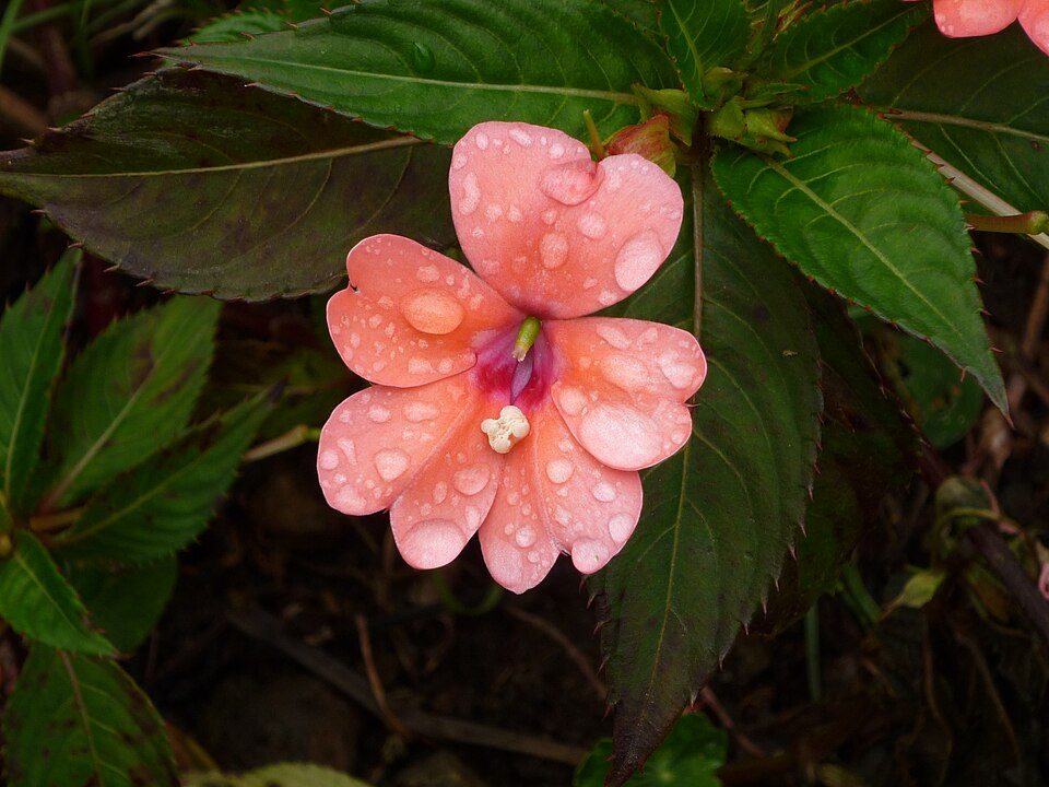 Impatiens hawkeri (New Guinea Impatiens) (alternate view 10)