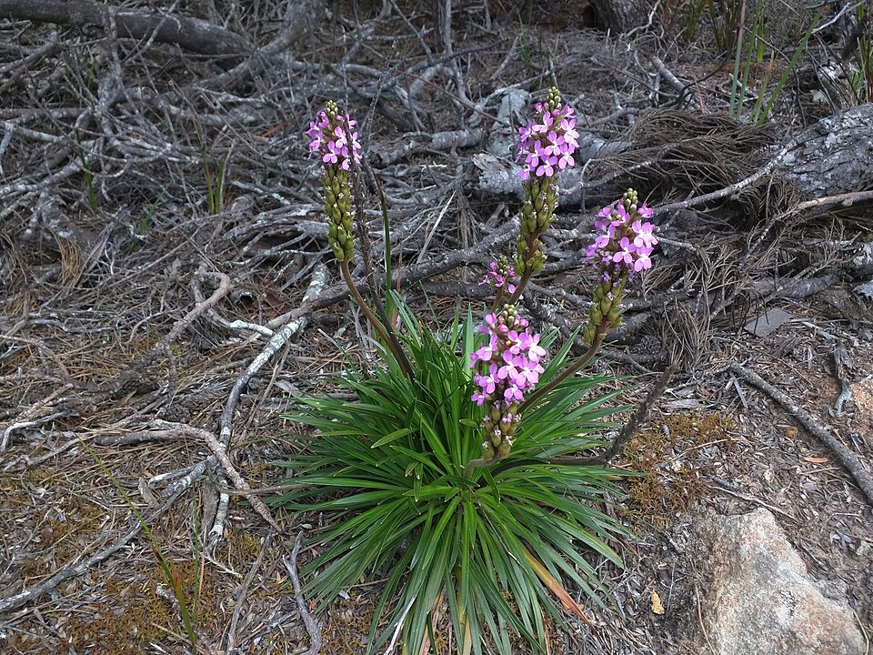 Stylidium armeria (Thrift-leaved Triggerplant) (alternate view 9)