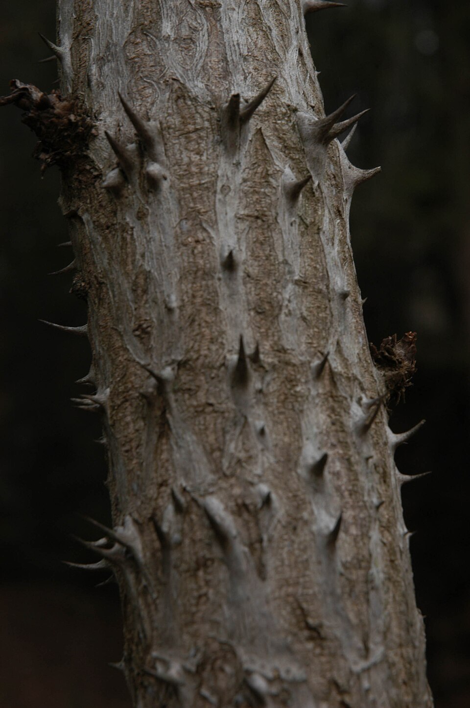 Aralia spinosa (devil's walkingstick) (alternate view 6)