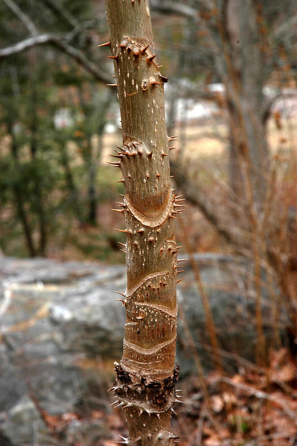 Aralia spinosa (devil's walkingstick) (alternate view 7)