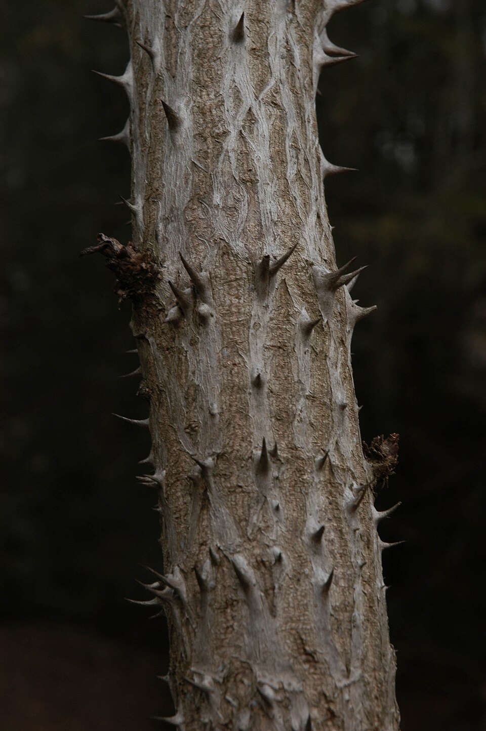 Aralia spinosa (devil's walkingstick) (alternate view 8)