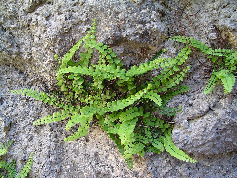 Asplenium trichomanes (Maidenhair Spleenwort) (alternate view 6)