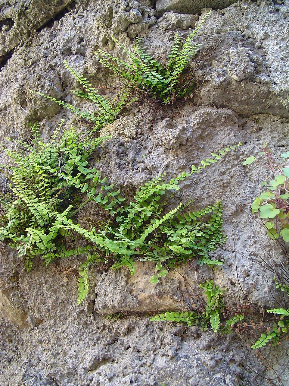Asplenium trichomanes (Maidenhair Spleenwort) (alternate view 7)