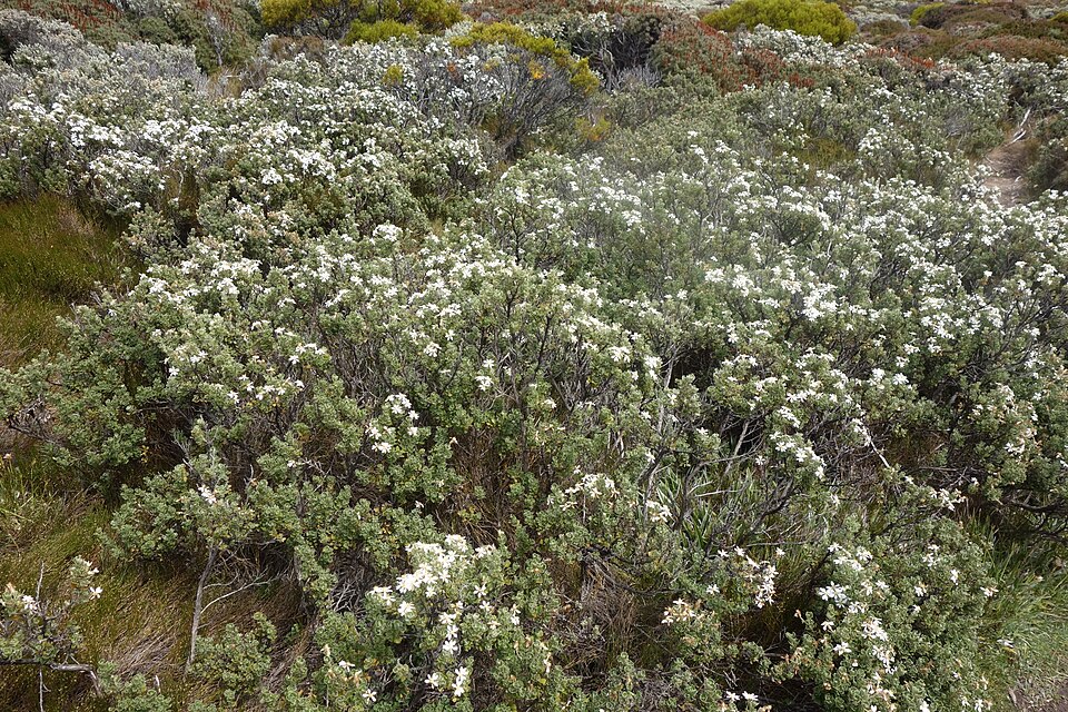 Olearia (Daisybushes) (alternate view 2)