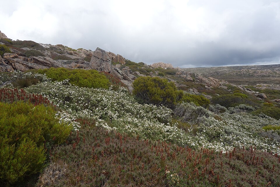 Olearia (Daisybushes) (alternate view 3)