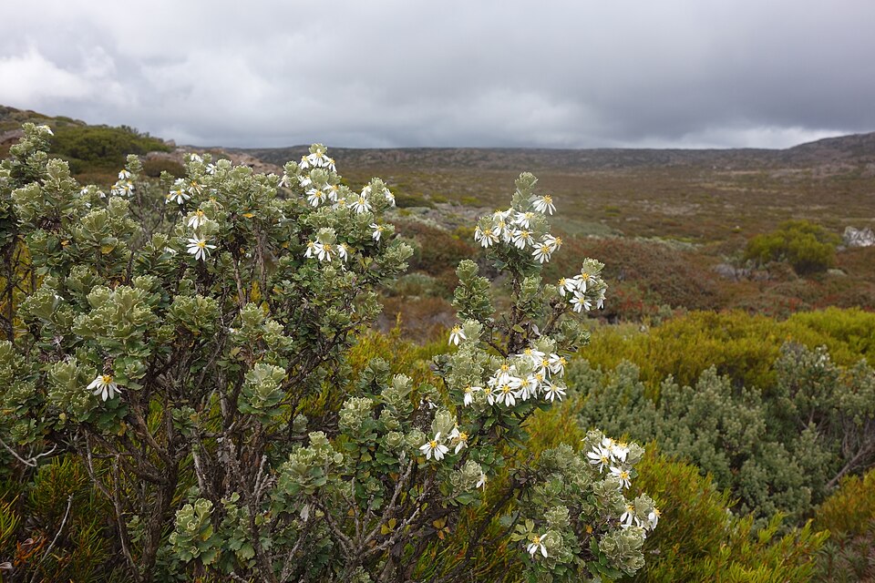 Olearia (Daisybushes) (alternate view 4)