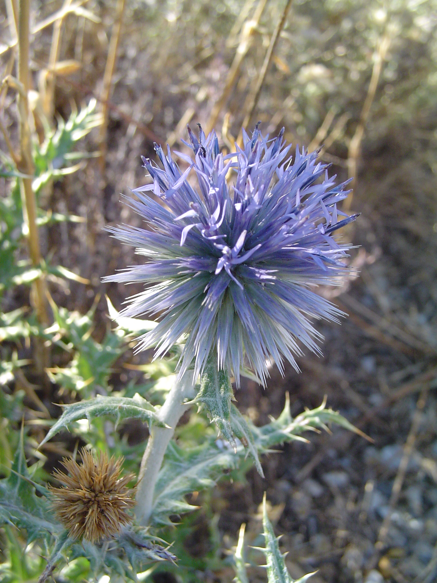 Echinops ritro, Globe thistle — upright deciduous (Asteraceae) (image 2 of 10)