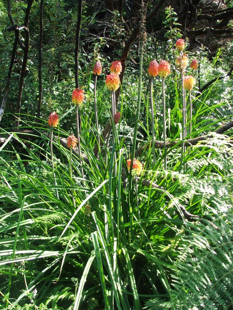 Kniphofia uvaria (Red Hot Poker) (alternate view 7)
