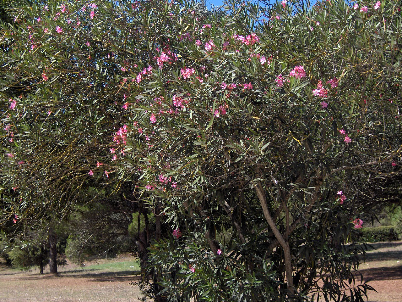 Nerium oleander, Oleander — upright evergreen (Apocynaceae) (image 1 of 8)