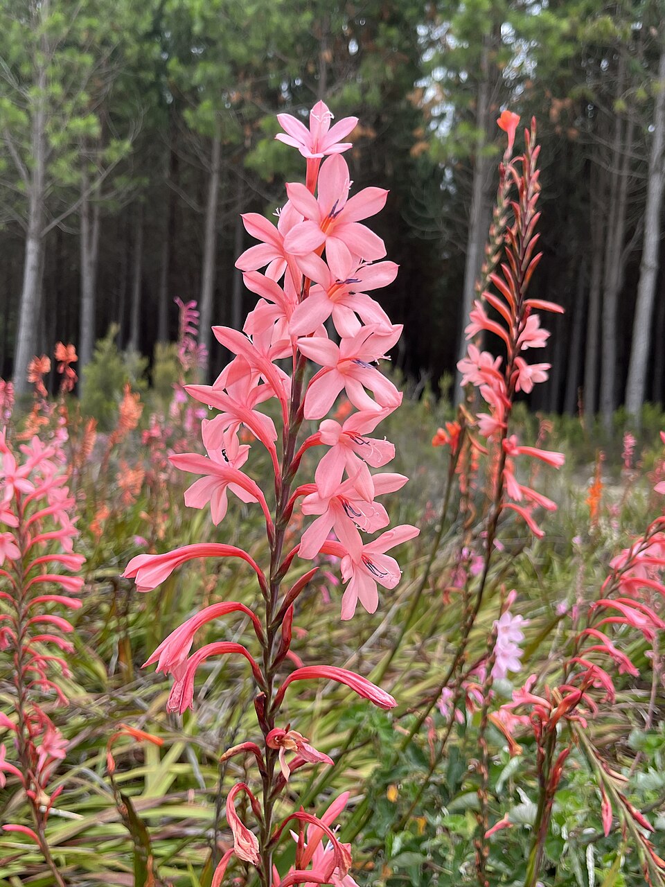Watsonia (Watsonias)