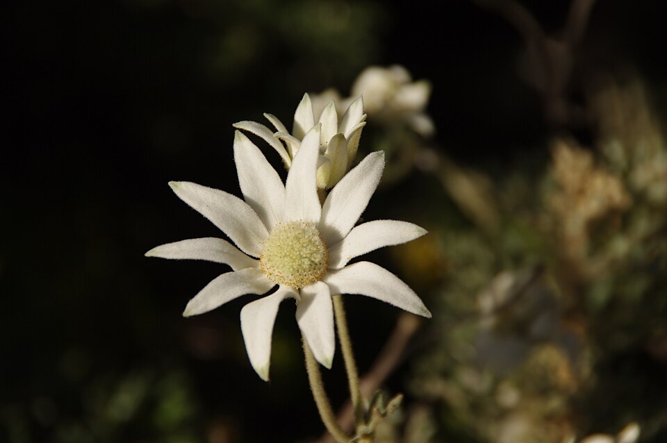 Actinotus helianthi (Flannel Flower) (alternate view 2)