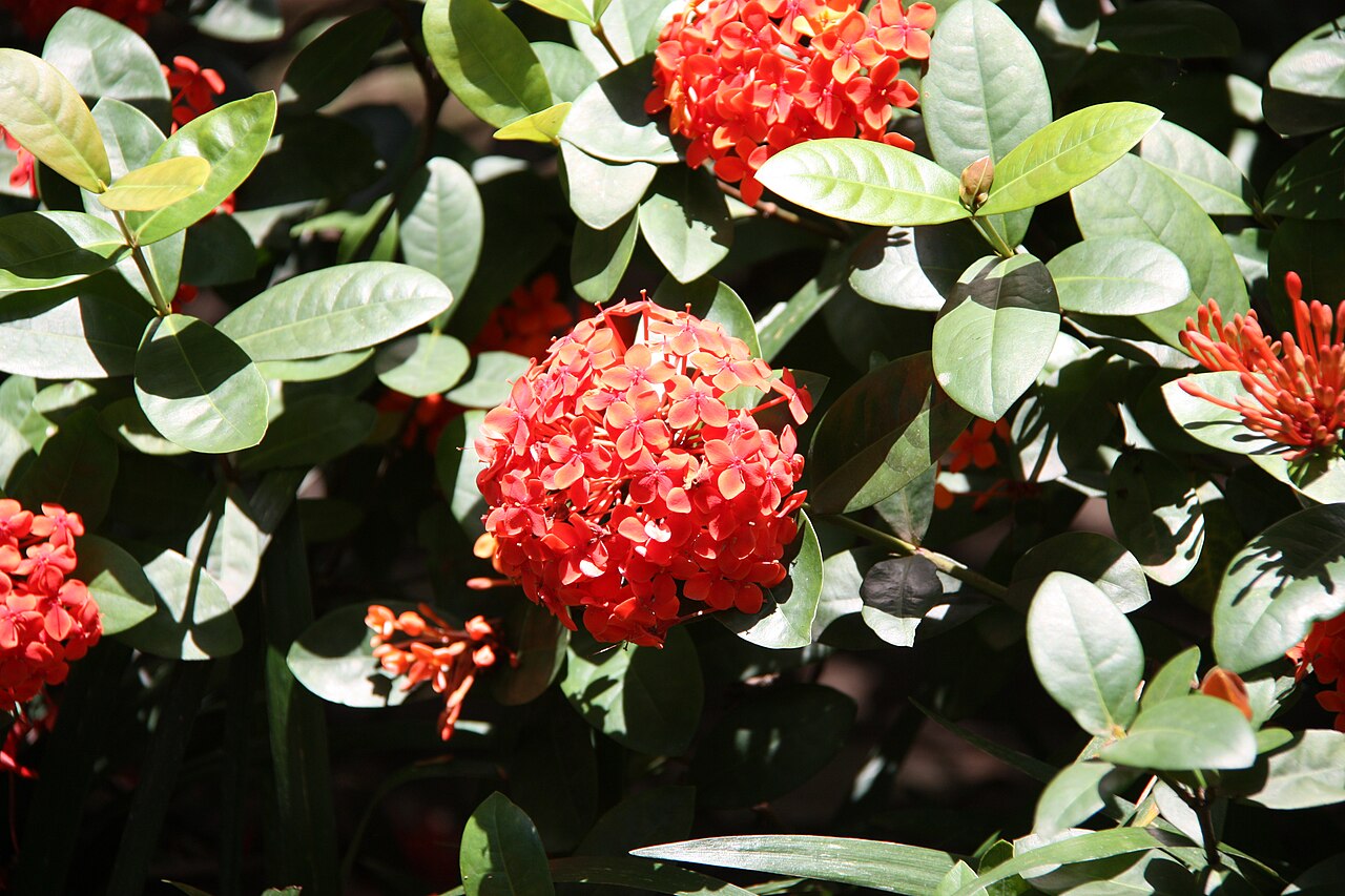 Ixora chinensis, Chinese ixora — upright evergreen (Rubiaceae) (image 3 of 8)