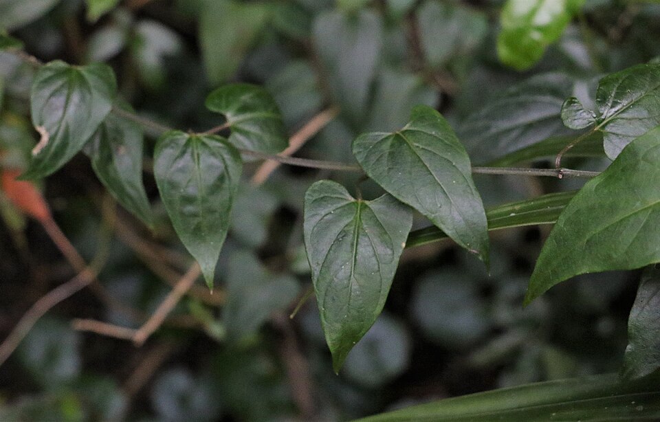 Vincetoxicum (dog-strangling vines)