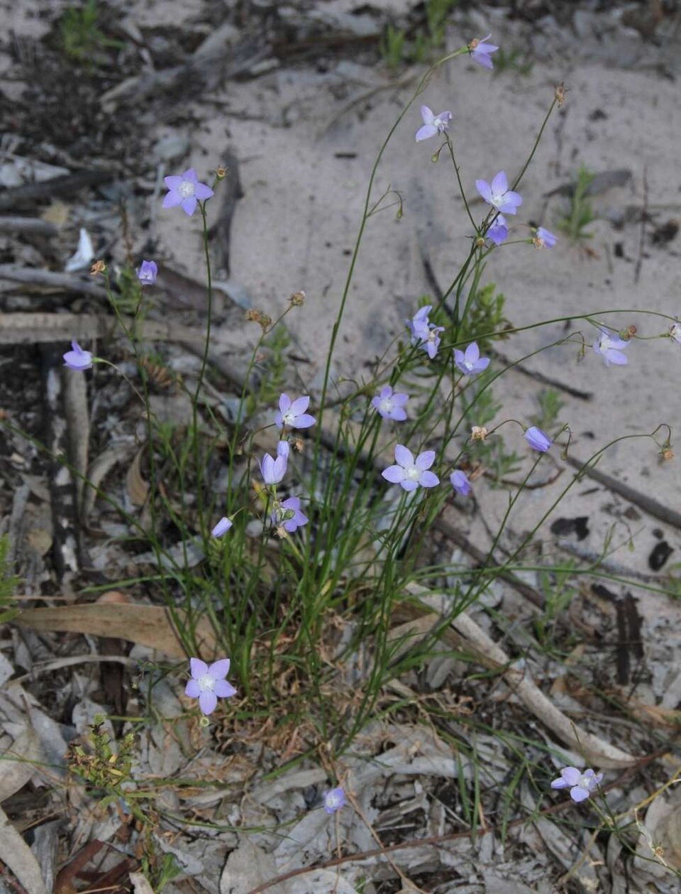 Wahlenbergia (Capebells) (alternate view 8)