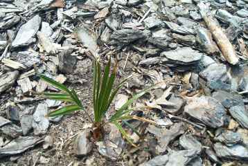 Rhapidophyllum hystrix (Needle Palm) (alternate view 5)