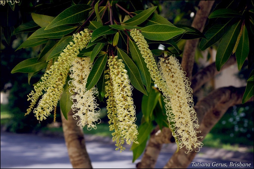 Buckinghamia celsissima, Ivory curl tree — upright evergreen (Proteaceae) (image 1 of 10)