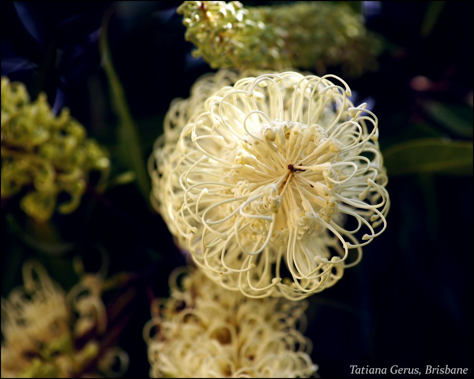 Buckinghamia celsissima, Ivory curl tree — upright evergreen (Proteaceae) (image 2 of 10)