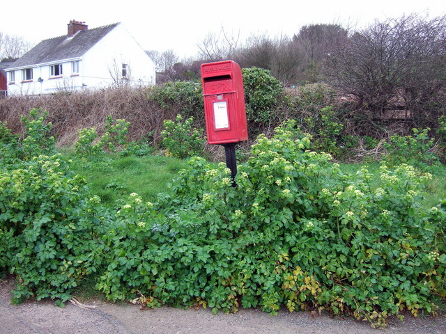 Smyrnium olusatrum (Alexanders)