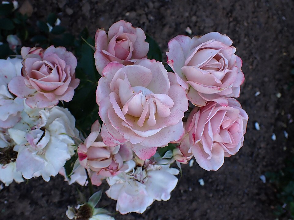 Rosa 'Pinkerbelle' (Pinkerbelle Rose) (alternate view 5)