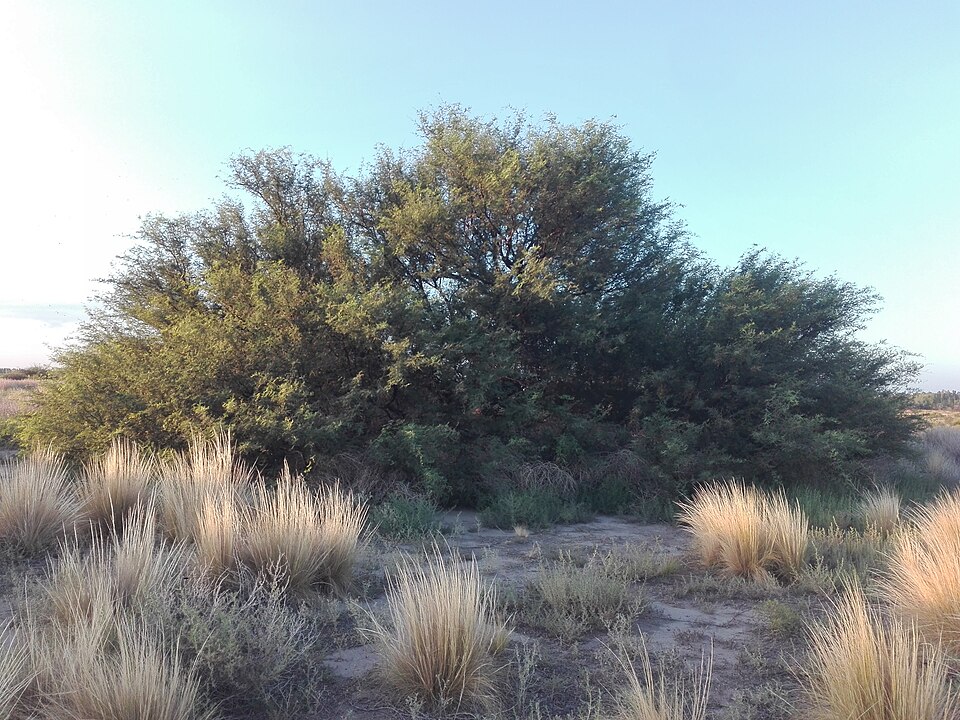 Neltuma (mesquites)