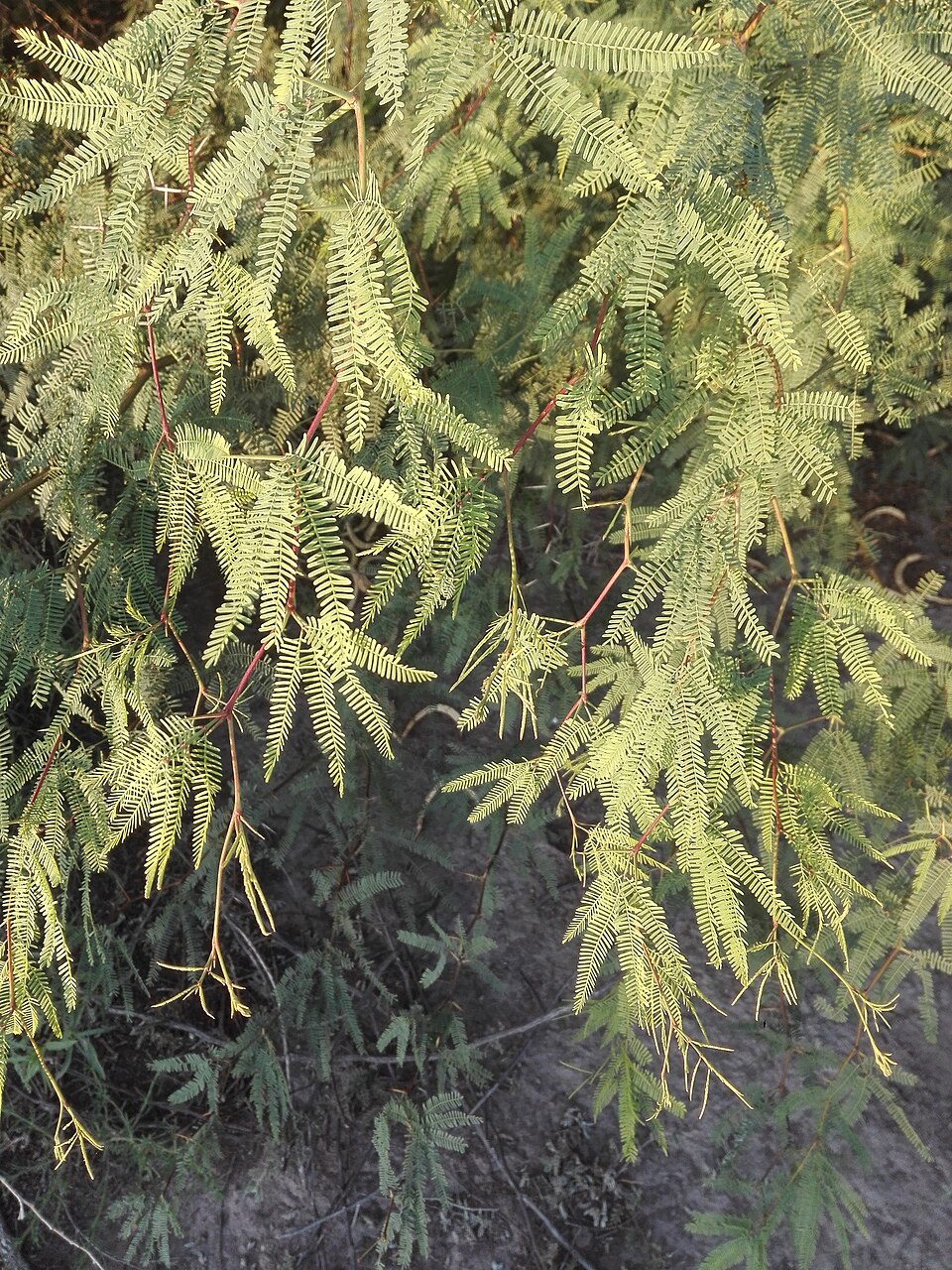 Neltuma (mesquites) (alternate view 2)