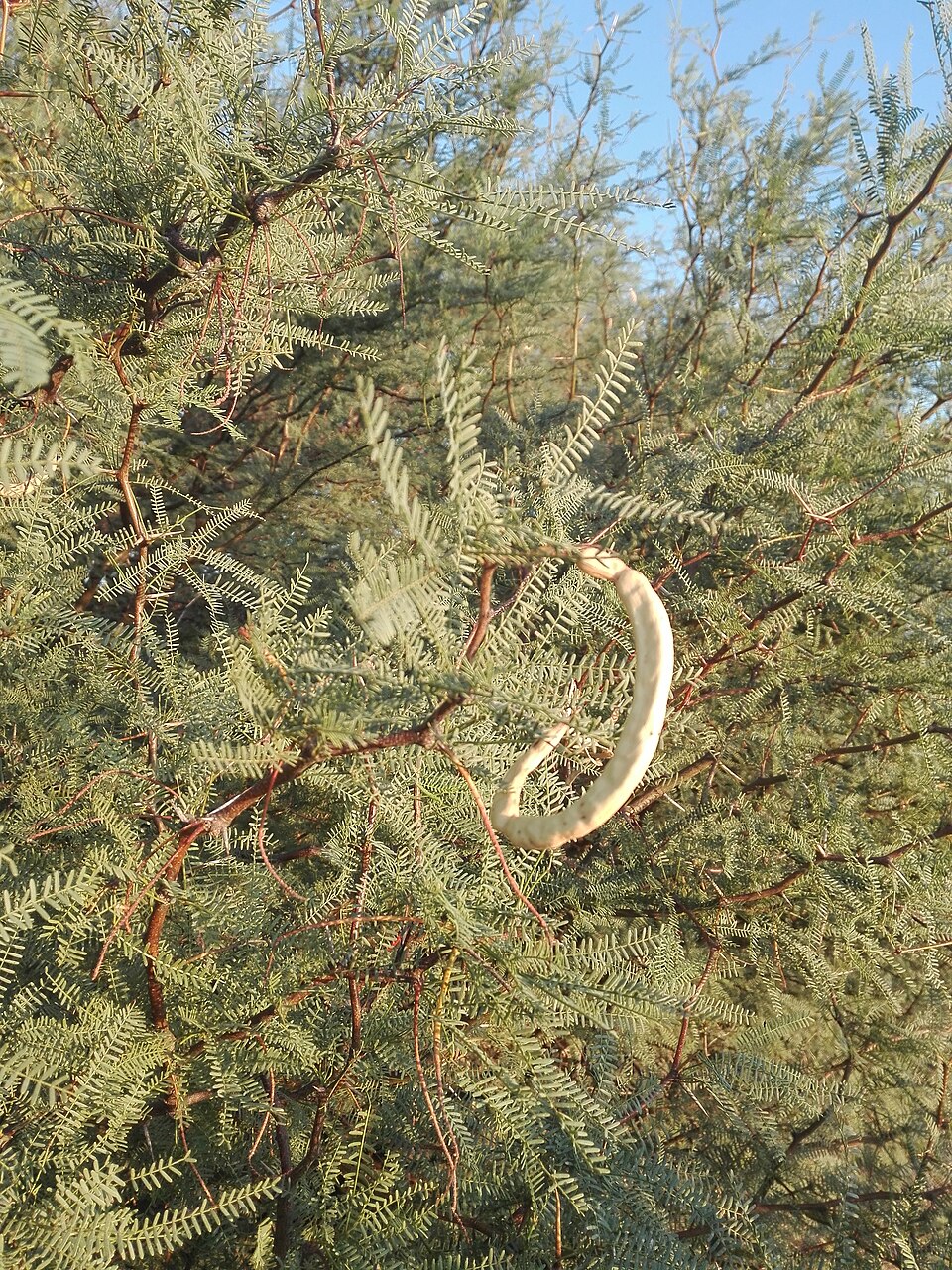 Neltuma (mesquites) (alternate view 3)