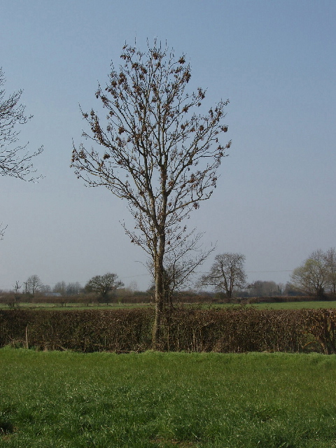 Fraxinus (ashes) (alternate view 3)